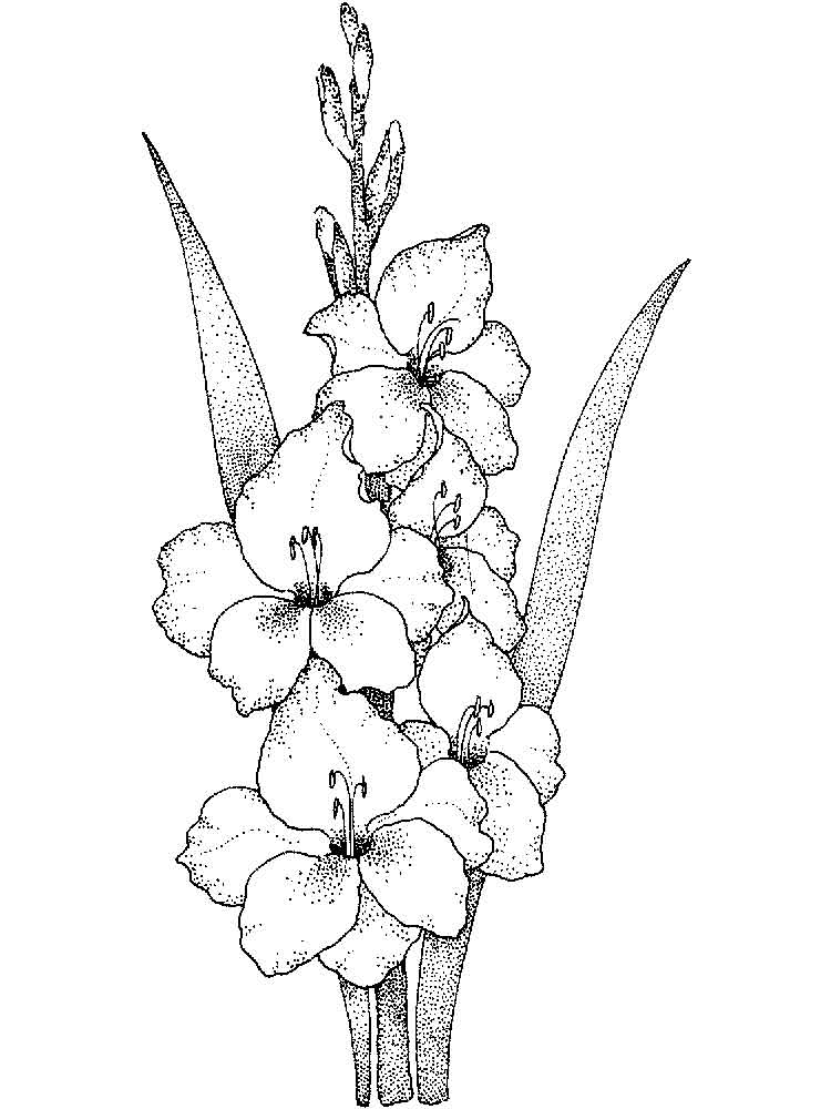 raskraski-gladiolus-12