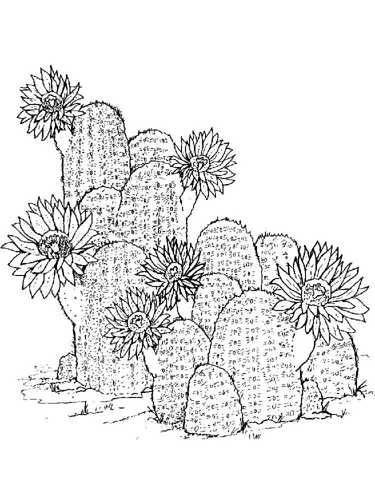raskraski-kaktus-15