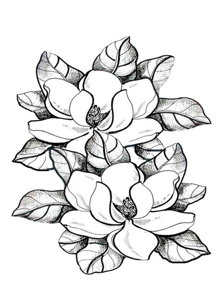 raskraski-magnoliya-10