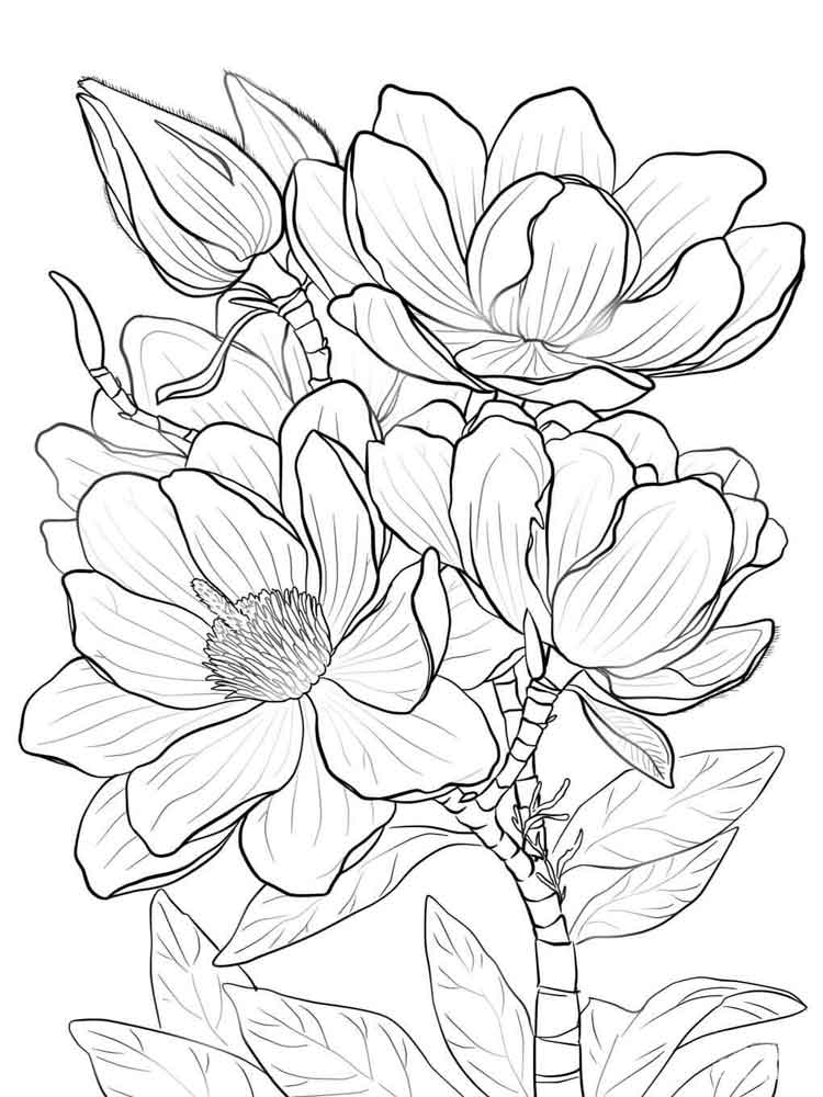 raskraski-magnoliya-2