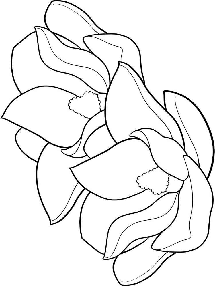 raskraski-magnoliya-3