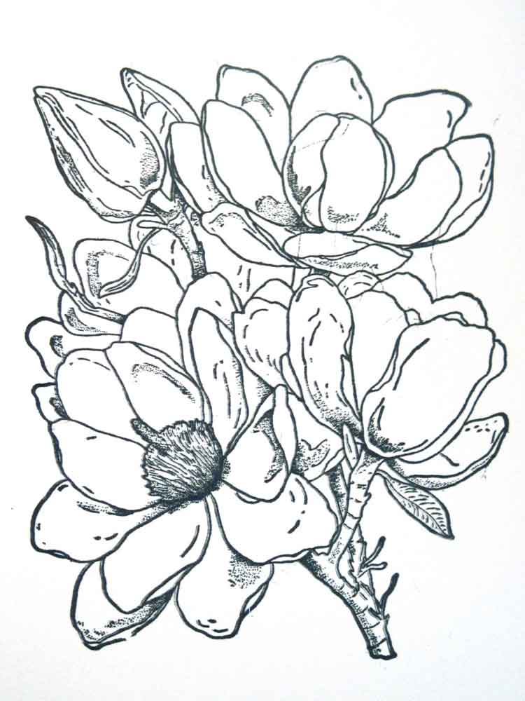 raskraski-magnoliya-4