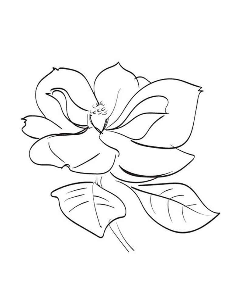 raskraski-magnoliya-5