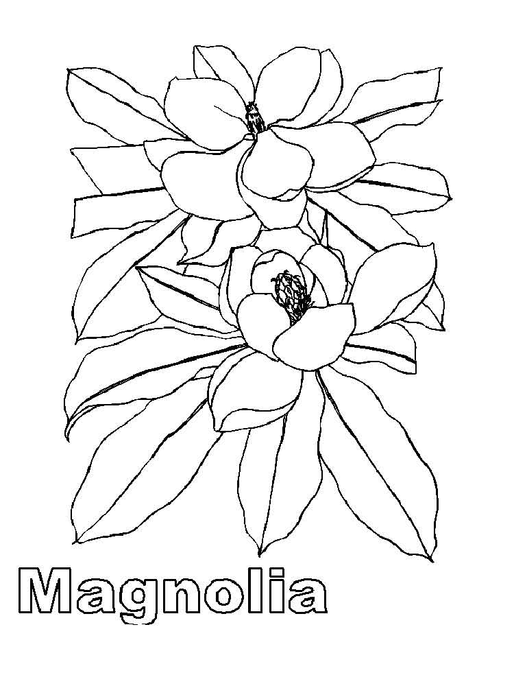 raskraski-magnoliya-6