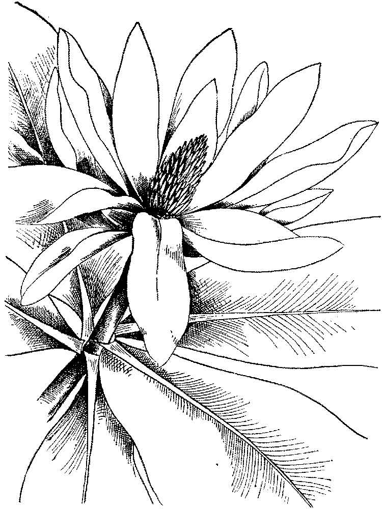 raskraski-magnoliya-7