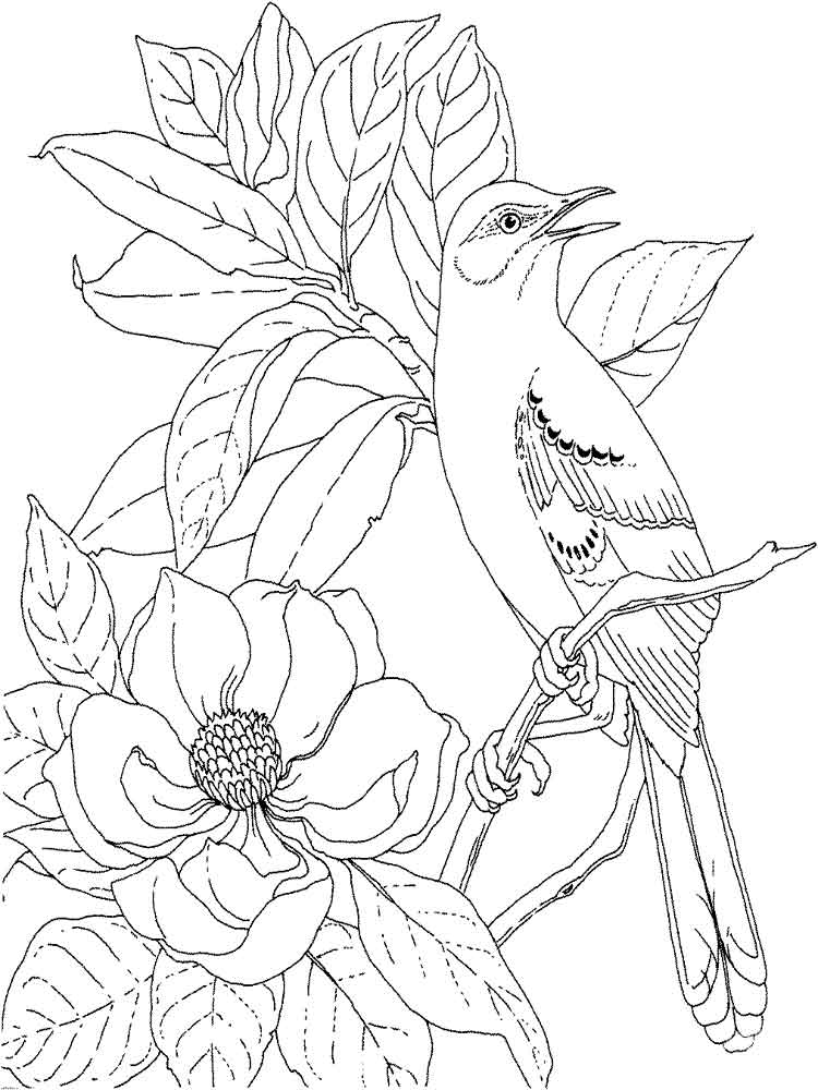 raskraski-magnoliya-8