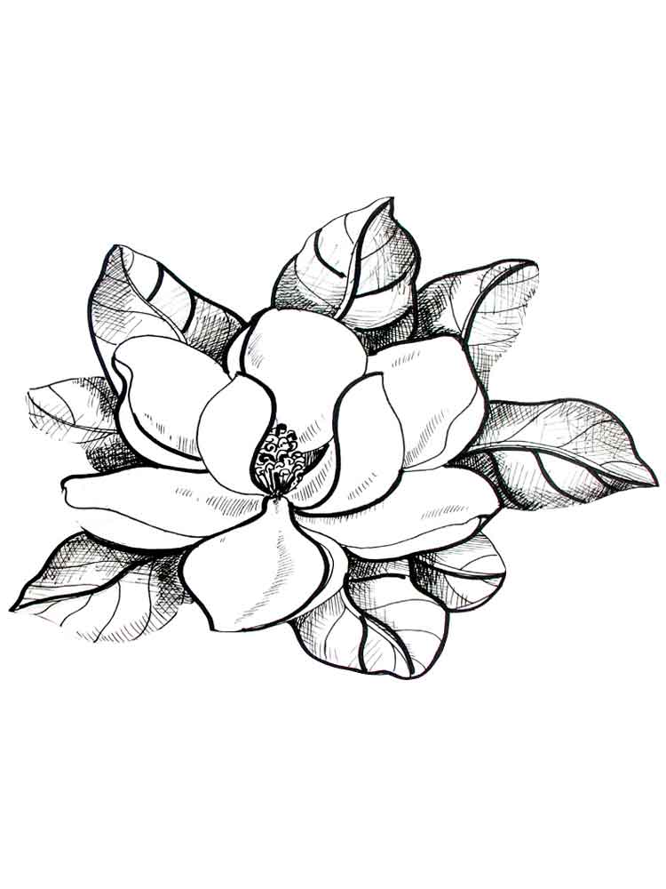 raskraski-magnoliya-9