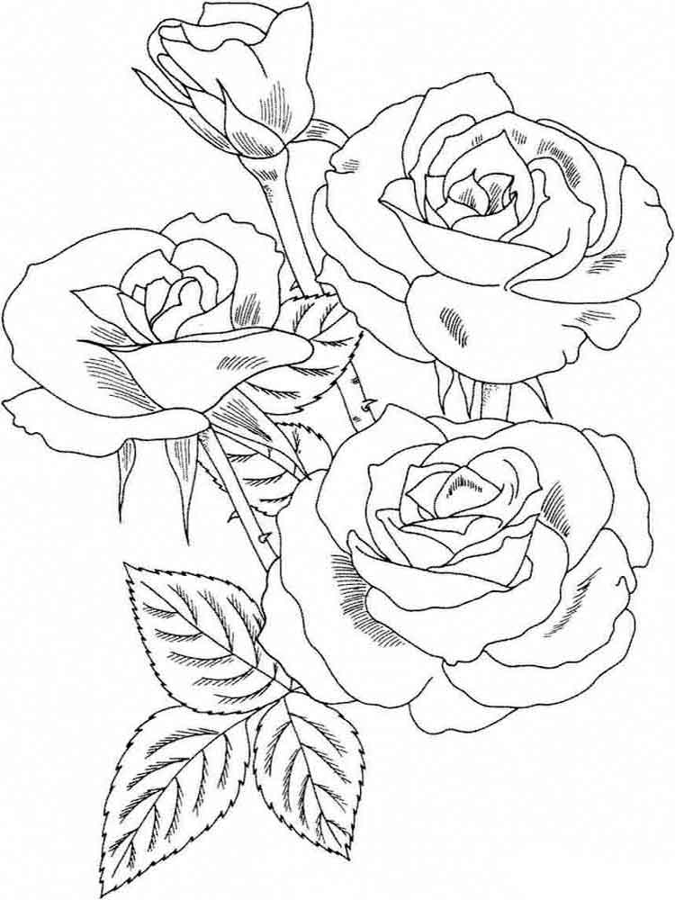 Раскраски цветы Розы распечатать бесплатно в формате А4