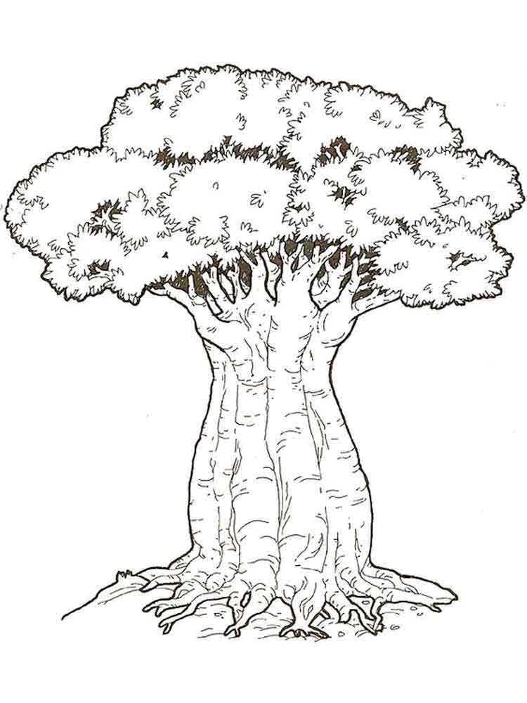 raskraski-baobab-1