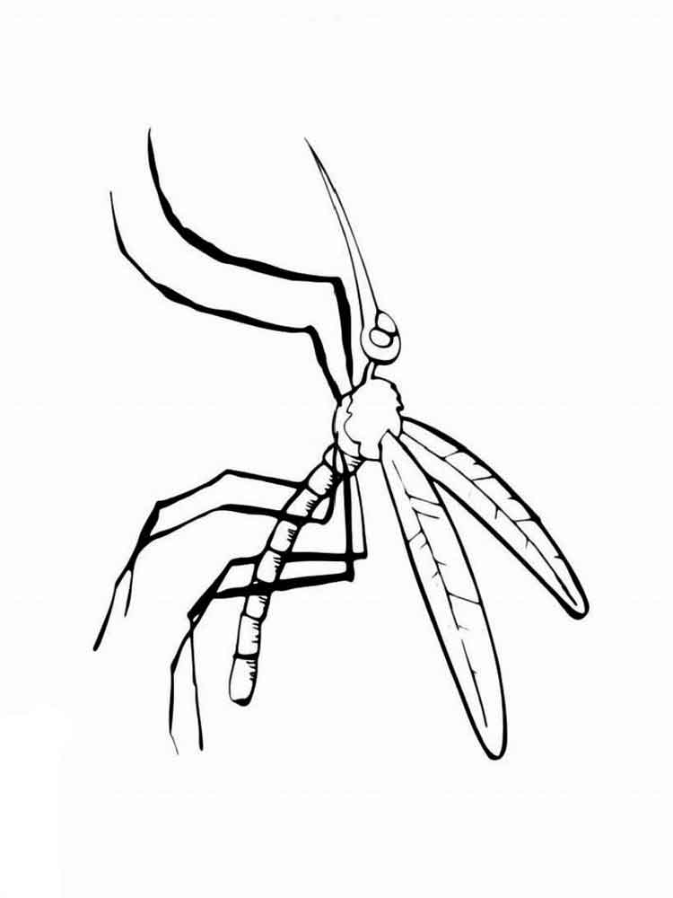 raskraski-komar-14