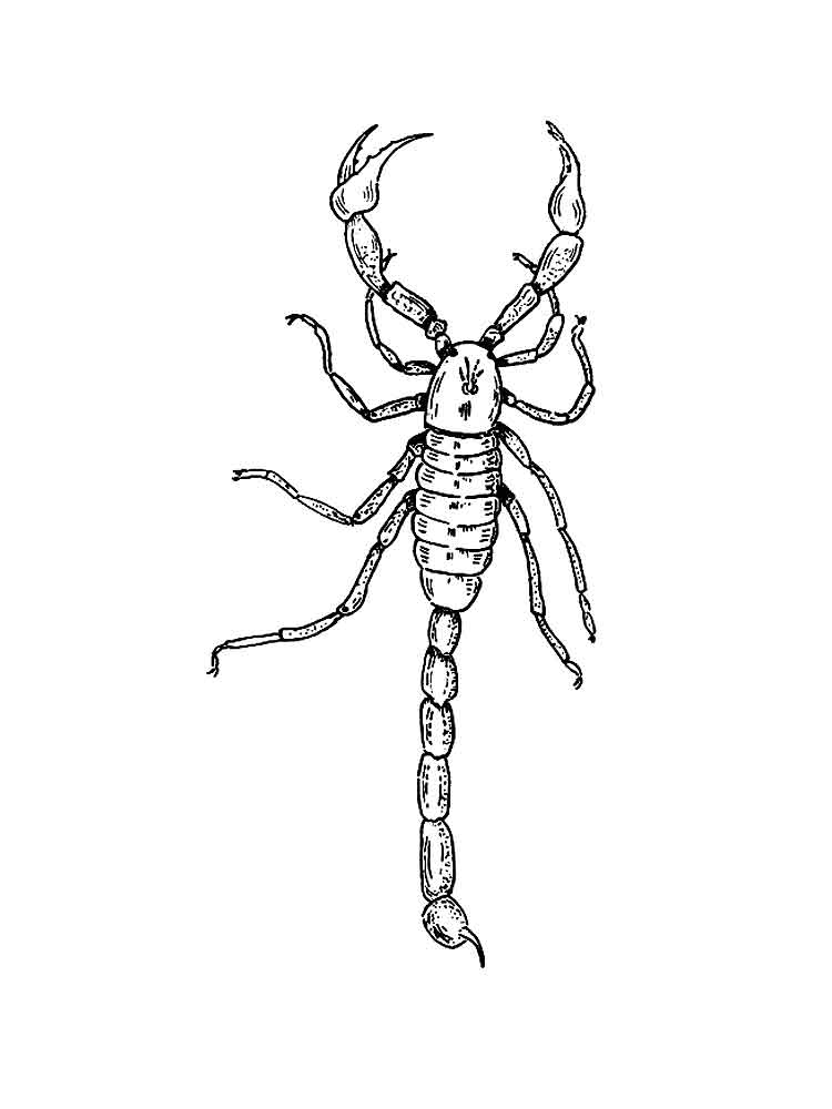raskraski-skorpion-11