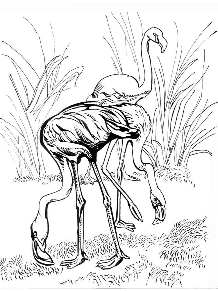 raskraski-flamingo-15