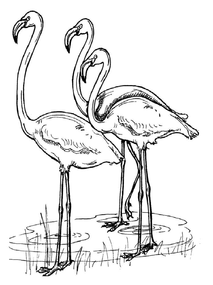 raskraski-flamingo-20