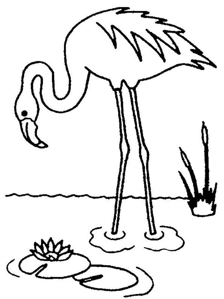 raskraski-flamingo-8