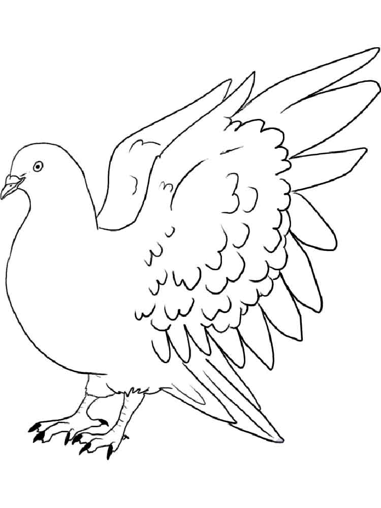 raskraski-golub-1