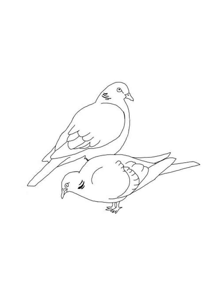 raskraski-golub-10