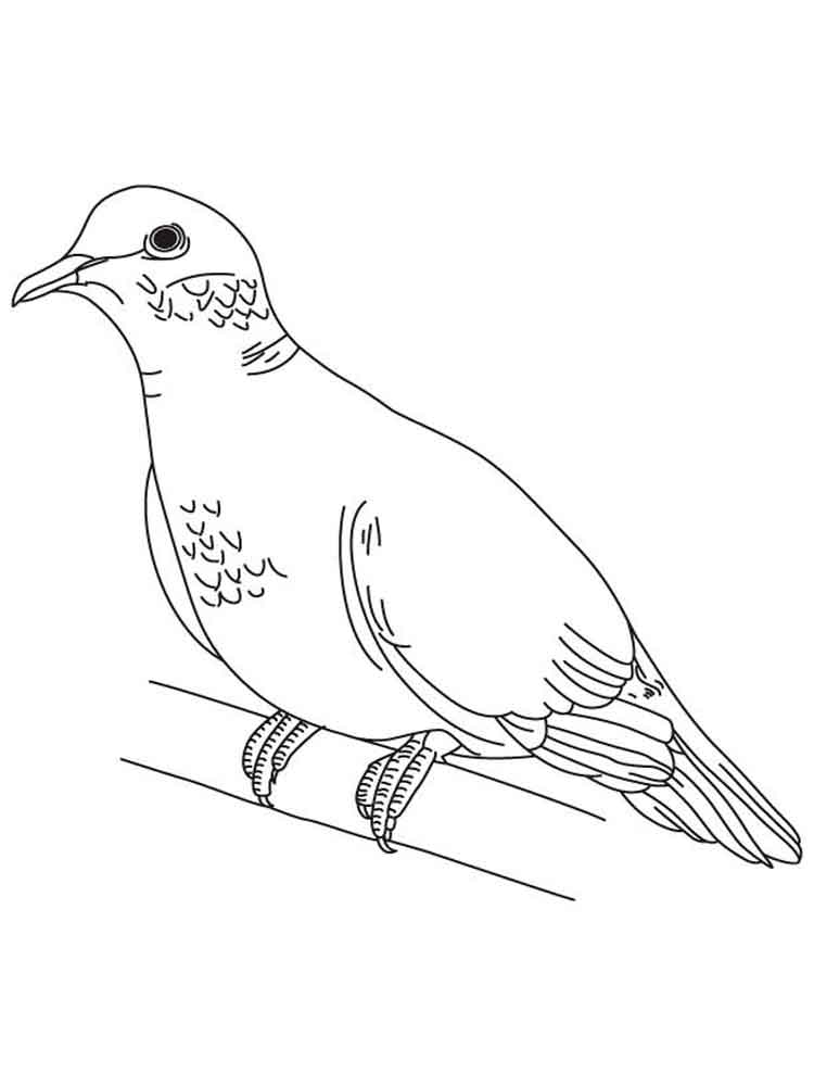 raskraski-golub-3