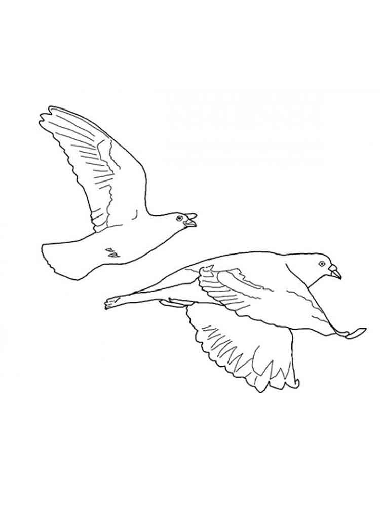 raskraski-golub-9