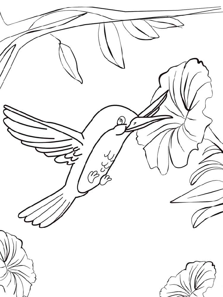 raskraski-kolibri-10