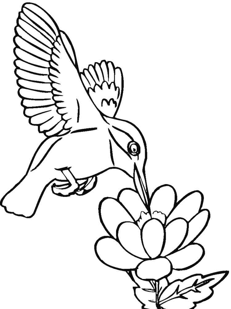 raskraski-kolibri-13