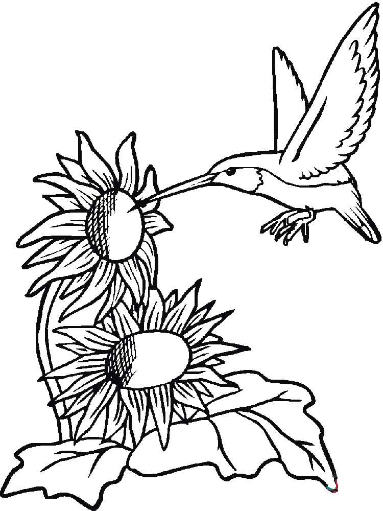 raskraski-kolibri-15