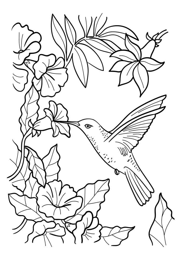 raskraski-kolibri-17