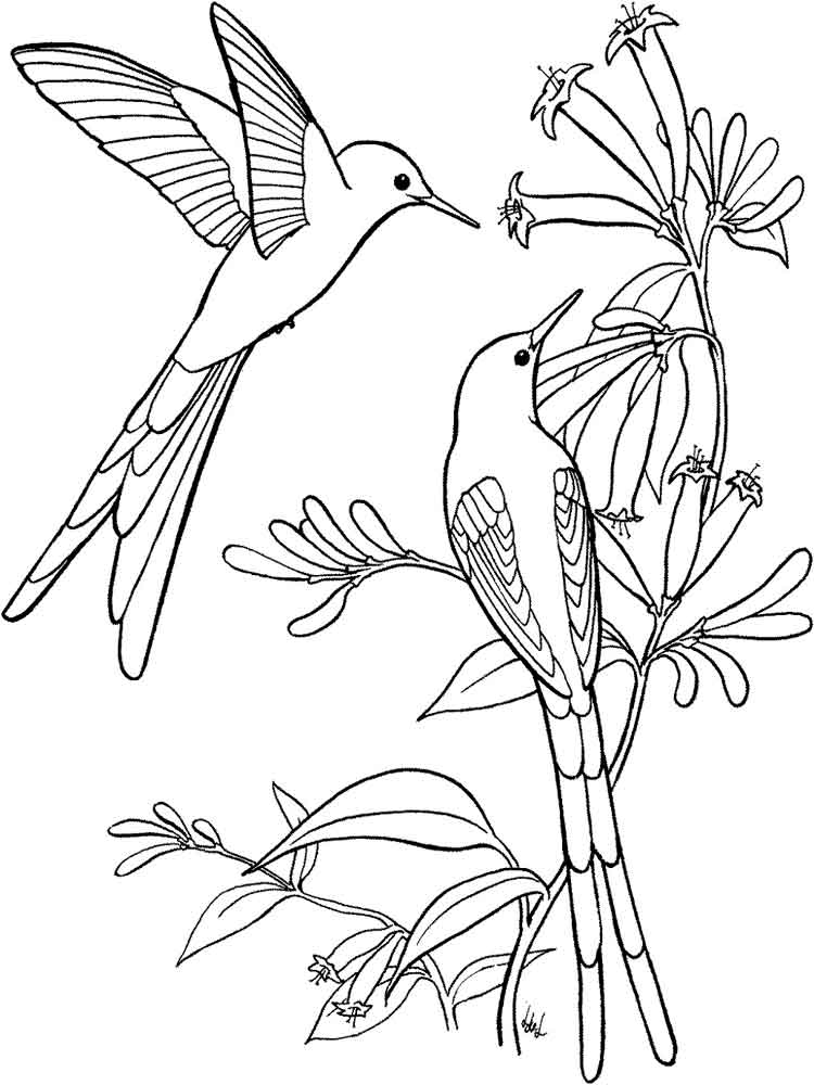 raskraski-kolibri-2
