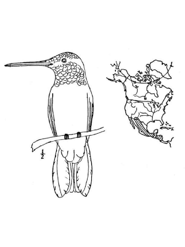 raskraski-kolibri-20