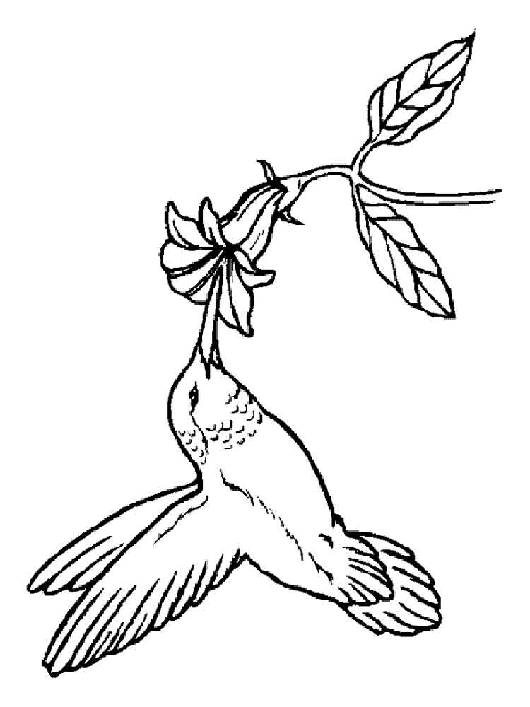 raskraski-kolibri-3