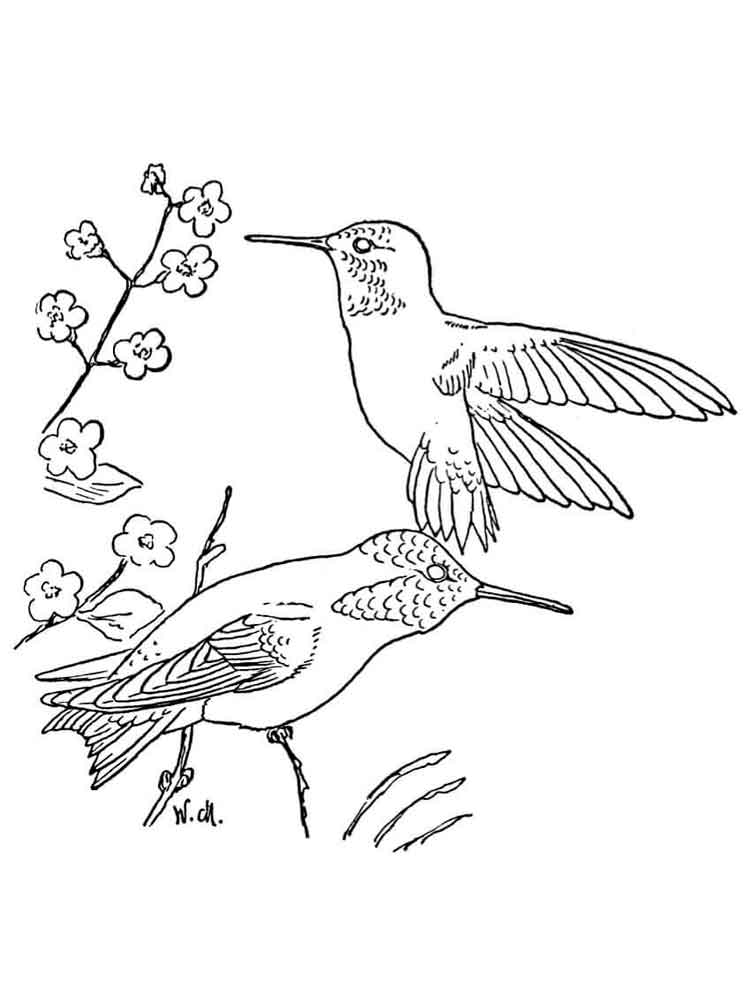 raskraski-kolibri-8