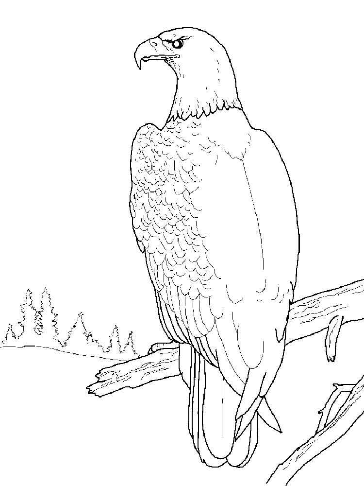 раскраска Пазл с изображением орла с полностью открытым в полете крылья
