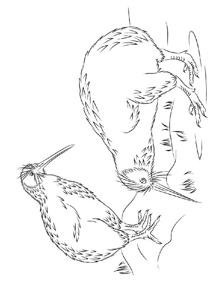 raskraski-ptichka-kivi-2
