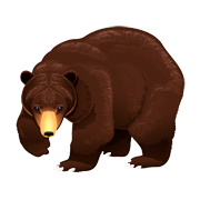 Раскраски Медведь