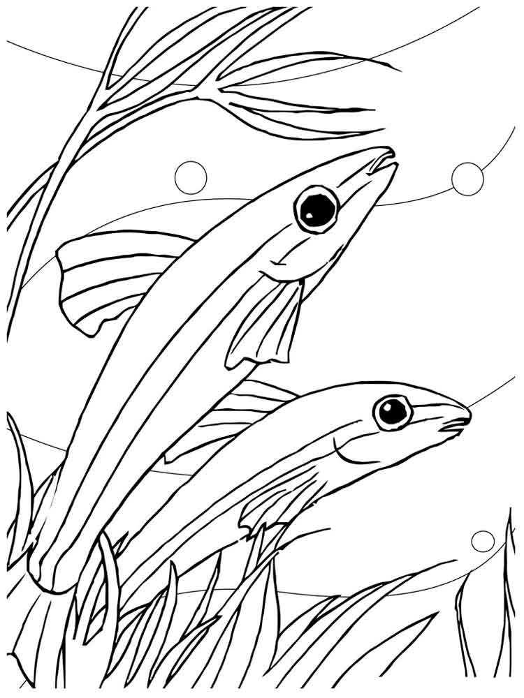 raskraski-akvariumnye-rybki-10