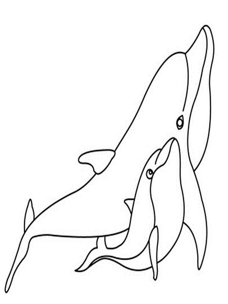 raskraski-delfin-11