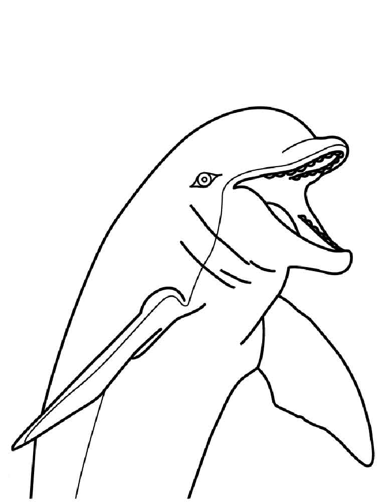raskraski-delfin-5