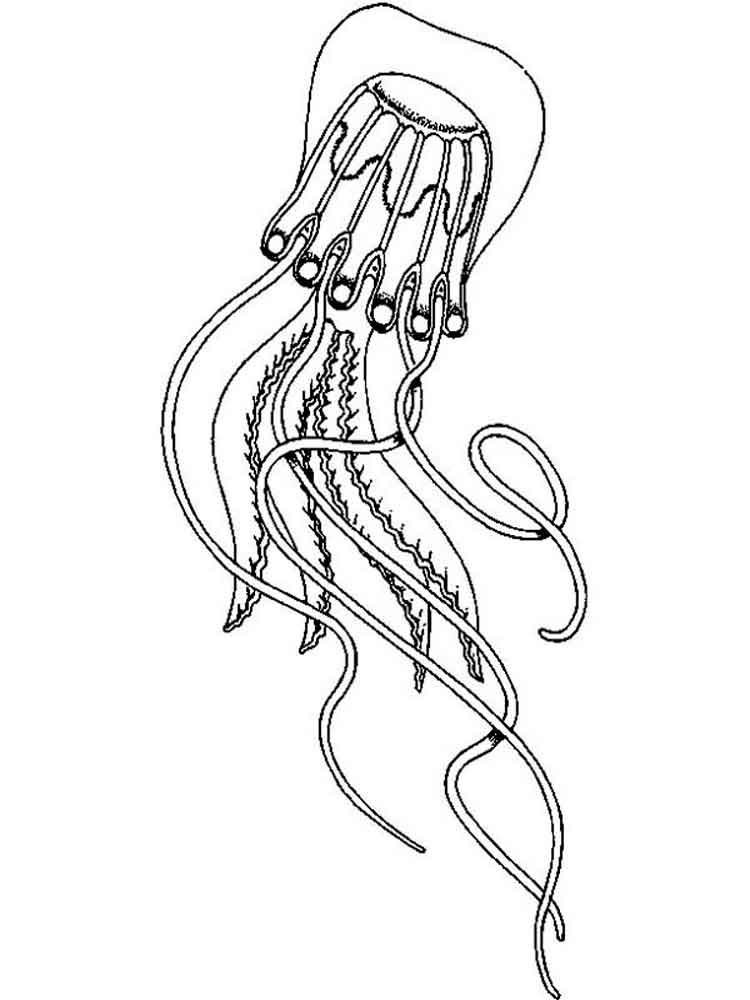 raskraski-meduza-1