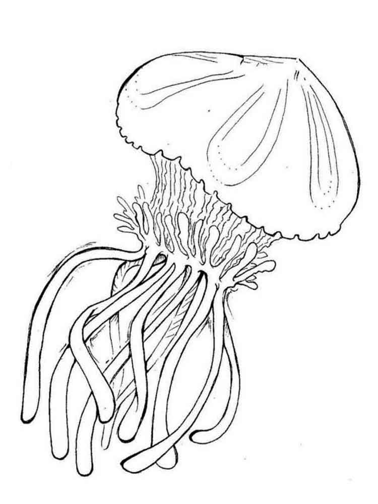 raskraski-meduza-9