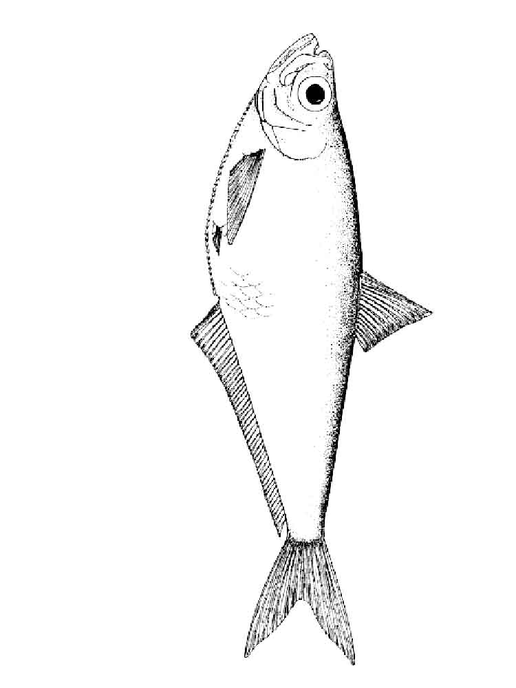 raskraski-morskie-ryby-15
