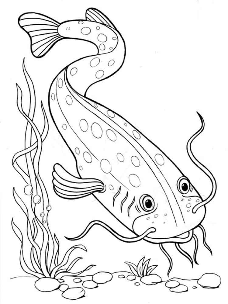 рыбы пресноводные раскраска
