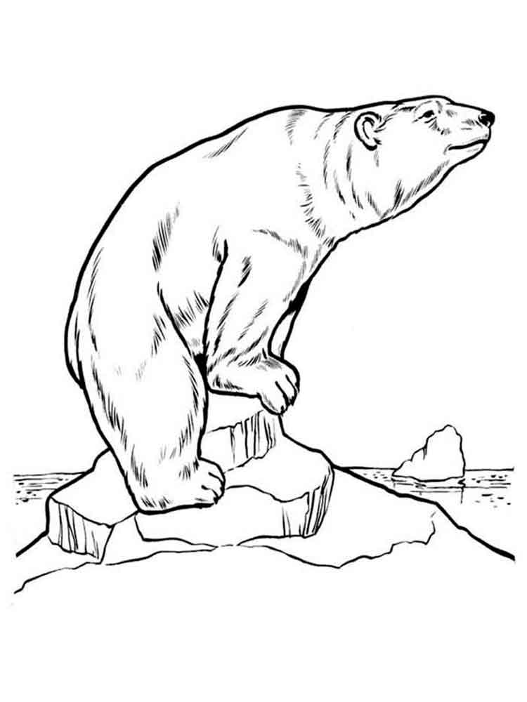 raskraski-belyi-medved-10