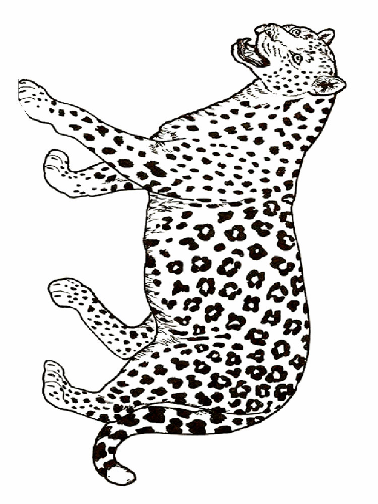 raskraski-gepard-11
