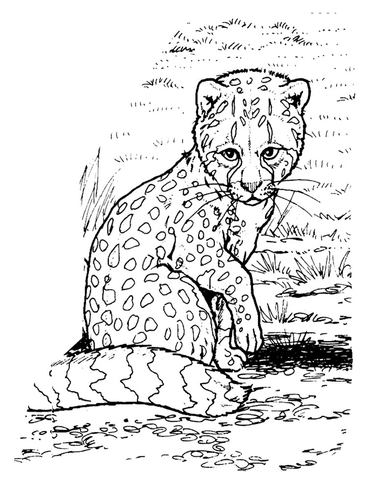 raskraski-gepard-14