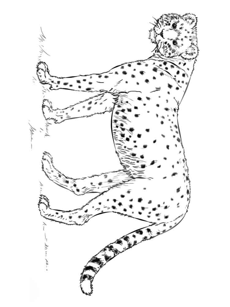raskraski-gepard-15