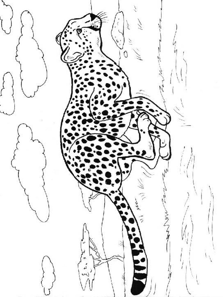 raskraski-gepard-4