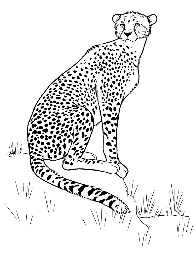 raskraski-gepard-5