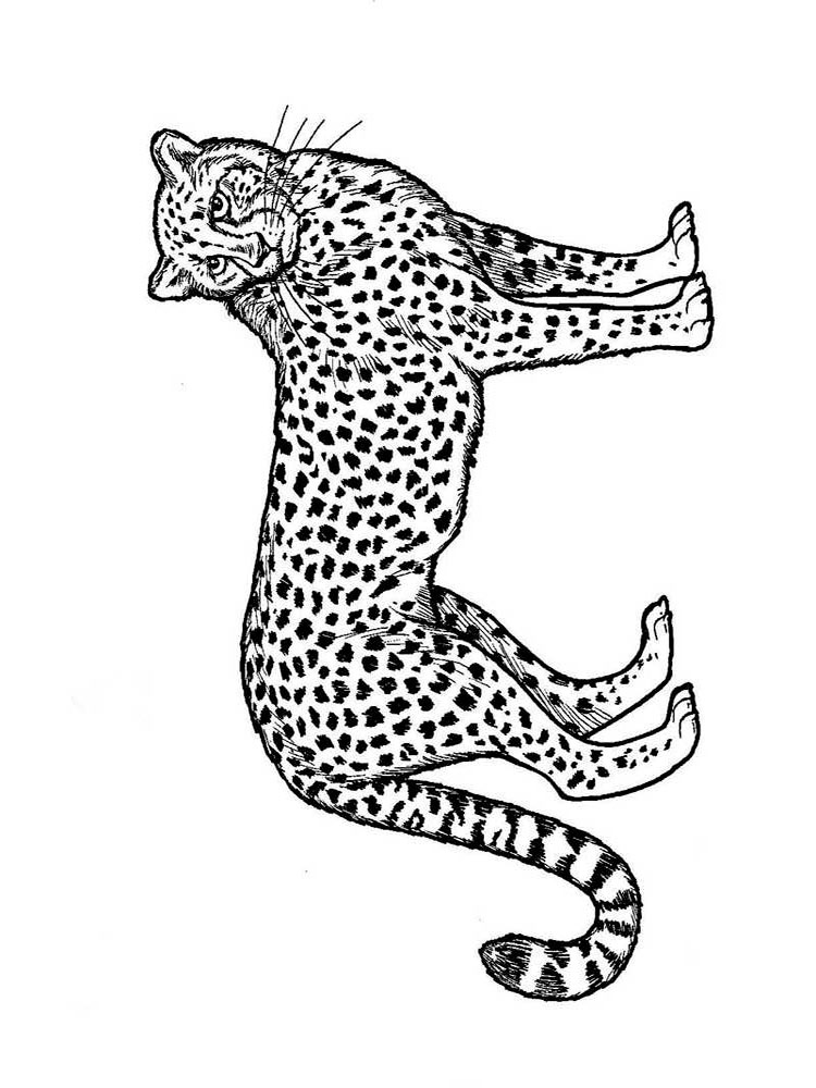 raskraski-gepard-6
