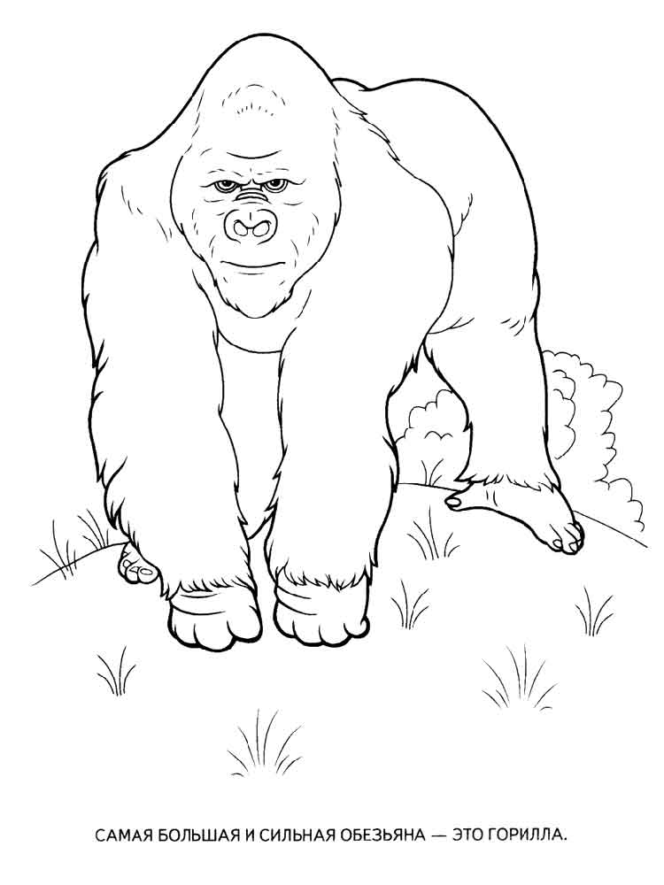 raskraski-gorilla-1
