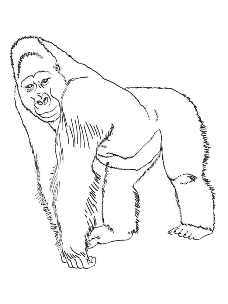 raskraski-gorilla-17