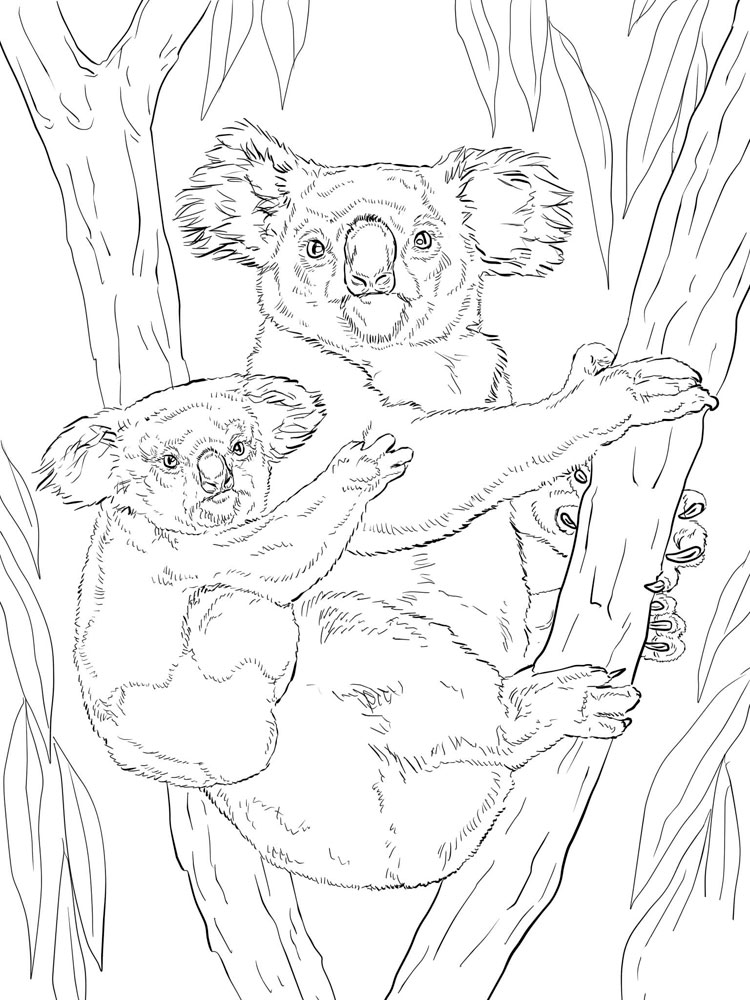 raskraski-koala-1